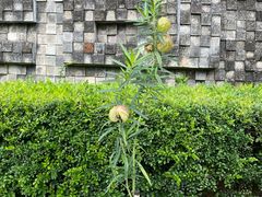 -广州神农草堂中医药博物馆