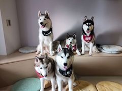 -Husky Go! 哈士奇体验馆·宠物咖啡厅狗咖