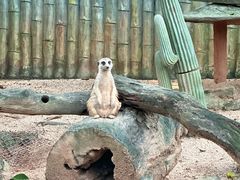 -深圳野生动物园