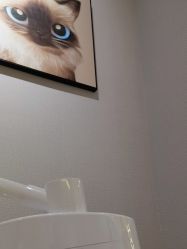 -洗脸猫·洗脸吧