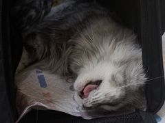 -德元·美联众合24小时动物医院(总院)