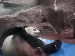 -成都动物园