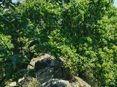 -南山植物园