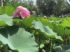 -静之湖湖畔餐厅