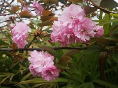 -紫颐香薰山谷景区