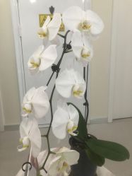 点击看大图 -海涛医疗美容·面部抗衰·注射美鼻