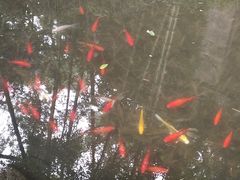 -西湖游船