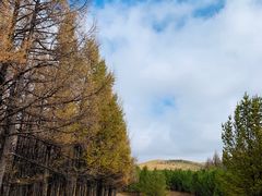 -塞罕坝国家级自然保护区