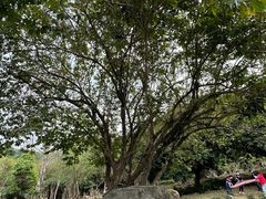 -深圳仙湖植物园
