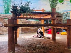 -西霞口神雕山野生动物世界