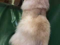 -猫色咖啡·猫咖