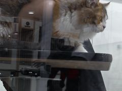 -爱洗澡的猫(天河路店)