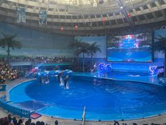 -海合安成都极地海洋公园