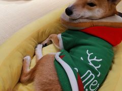 -逗柴咖啡屋·狗咖猫咖宠物桌游