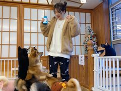 -豆柴町-柴犬主题狗咖(红鼎国际C座店)