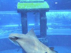 -三亚福朋喜来登酒店·大堂吧