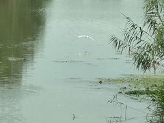-长广溪湿地公园