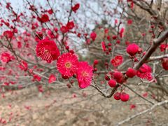-东平国家森林公园