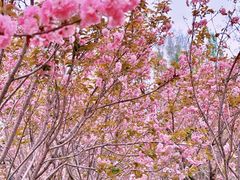 -长白岛森林公园