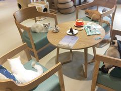 -藏猫猫咖啡主题馆(中央大道店)