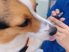 -瑞派动物医院·猫专科·至诚(江南中分院)