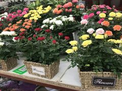 -秦美花卉(天朗·莱茵小城2期店)