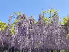 -嘉定紫藤园