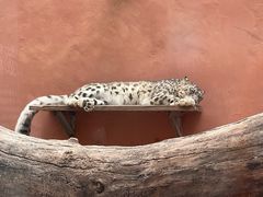 -青藏高原野生动物园