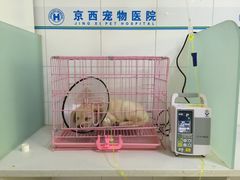 -西安京西宠物医院·瘫痪·疑难杂症