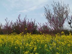 -武汉紫薇都市田园