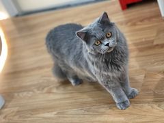 -COLOR PETS 撸猫馆·购猫·猫咖(长风大悦城店)