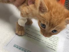 -伟伟宠物医院·CT影像中心·瑞派犬猫综合性门诊(汉口总院)