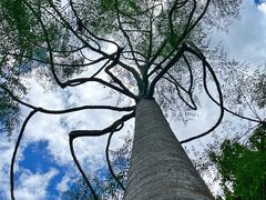-中国科学院西双版纳热带植物园