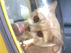 -创凡宠物医院·骨专科  猫科中心(西乡分院)