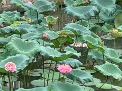 -烟桥古村