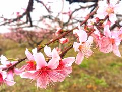 -樂桃源奉贤黄桃种植采摘基地
