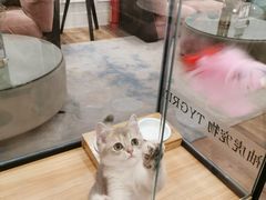 -袖虎·猫馆(体育西路店)