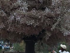 -四川省成都市彭州市白鹿镇