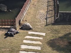 -广东惠东海龟国家级自然保护区
