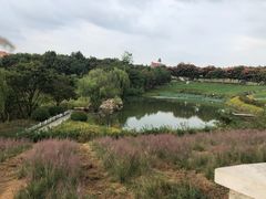 -大塘金香草谷