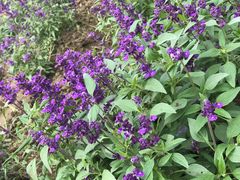 -广东花都香草世界旅游度假区
