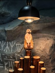 -Zoolung Zoolung动物主题公园(海信广场店)