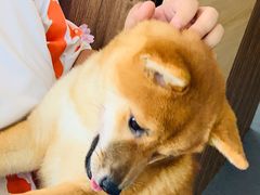 -柴源莊·柴小宠柴犬咖啡