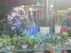 -曲阳花鸟市场(曲阳路店)