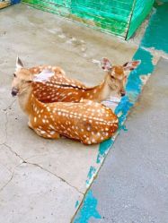 -萌宠亲子动物乐园(槐房万达店)