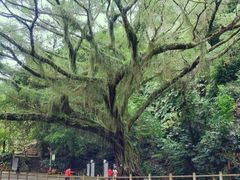 -广州市石门国家森林公园