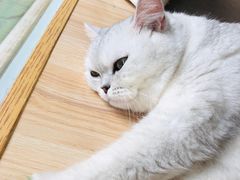 -猫和宫(六道口店)
