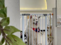 -共舞时光猫咖·狗咖(新街口店)