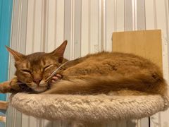 -猫小院猫主题咖啡厅(北锣店)