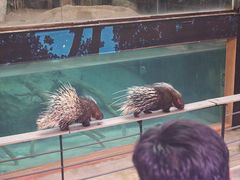 -清迈夜间动物园